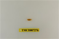 藏品(粗掌開口蟹)的圖片